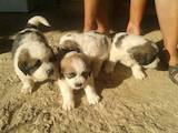 Собаки, щенята Московська сторожова, ціна 3200 Грн., Фото