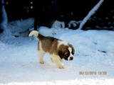 Собаки, щенята Московська сторожова, ціна 1 Грн., Фото