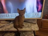 Кошки, котята Абиссинская, цена 12000 Грн., Фото