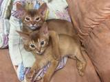 Кошки, котята Абиссинская, цена 12000 Грн., Фото
