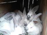 Животноводство,  Сельхоз животные Кролики, Нутрии, цена 150 Грн., Фото