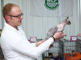 Кішки, кошенята Донський сфінкс, ціна 1000 Грн., Фото