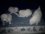 Собаки, щенки Самоед, цена 8500 Грн., Фото