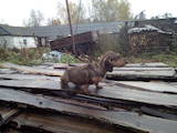 Собаки, щенята Жорсткошерста такса, ціна 1100 Грн., Фото