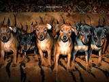 Собаки, щенята Карликовий пінчер, ціна 10000 Грн., Фото