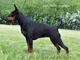 Собаки, щенята Карликовий пінчер, ціна 10000 Грн., Фото