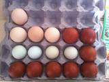 Продовольство Яйця, ціна 5 Грн., Фото