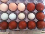 Продовольство Яйця, ціна 5 Грн., Фото