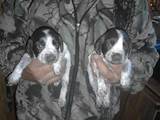 Собаки, щенки Русский спаниель, цена 800 Грн., Фото