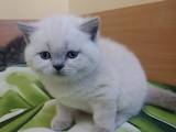 Кішки, кошенята Колор-пойнт короткошерстий, ціна 4000 Грн., Фото