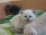 Кошки, котята Колор-пойнт короткошерстный, цена 4000 Грн., Фото