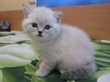 Кошки, котята Колор-пойнт короткошерстный, цена 4000 Грн., Фото