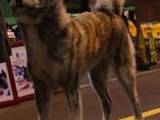Собаки, щенята Акіта-іну, ціна 12000 Грн., Фото
