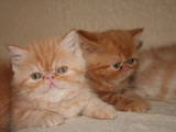 Кішки, кошенята Екзотична короткошерста, ціна 7000 Грн., Фото