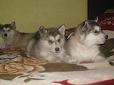 Собаки, щенки Аляскинский маламут, цена 2500 Грн., Фото