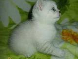 Кошки, котята Колор-пойнт короткошерстный, цена 2500 Грн., Фото