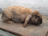Тваринництво Кролівництво, ціна 60 Грн., Фото