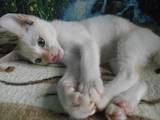 Кішки, кошенята Бурма, ціна 2000 Грн., Фото