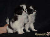 Собаки, щенята Японський хіни, ціна 5000 Грн., Фото