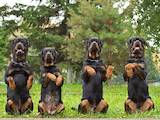 Собаки, щенята Ротвейлер, ціна 7000 Грн., Фото
