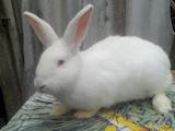 Гризуни Кролики, ціна 100 Грн., Фото