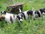 Собаки, щенки Гладкошерстный фокстерьер, цена 1200 Грн., Фото