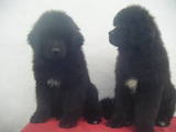 Собаки, щенки Ньюфаундленд, цена 7500 Грн., Фото