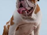Собаки, щенята Англійський бульдог, ціна 5000 Грн., Фото