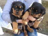 Собаки, щенки Ротвейлер, цена 3000 Грн., Фото