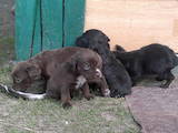 Собаки, щенки Русский спаниель, цена 600 Грн., Фото