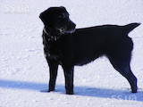 Собаки, щенята Російський спаніель, ціна 600 Грн., Фото