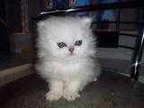 Кошки, котята Персидская, цена 2800 Грн., Фото