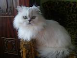 Кошки, котята Персидская, цена 2800 Грн., Фото