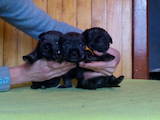Собаки, щенки Миттельшнауцер, цена 4000 Грн., Фото