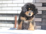 Собаки, щенки Тибетский мастиф, цена 5200 Грн., Фото