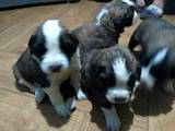 Собаки, щенки Московская сторожевая, цена 4000 Грн., Фото