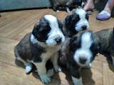 Собаки, щенки Московская сторожевая, цена 4000 Грн., Фото