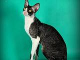 Кошки, котята Корниш-рекс, цена 6500 Грн., Фото