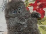 Кошки, котята Хайленд Фолд, цена 900 Грн., Фото