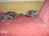 Кішки, кошенята Highland Fold, ціна 900 Грн., Фото