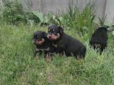 Собаки, щенята Ротвейлер, ціна 2500 Грн., Фото