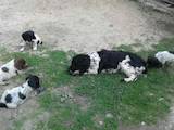 Собаки, щенята Російський спаніель, ціна 700 Грн., Фото