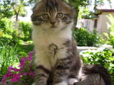 Кішки, кошенята Невідома порода, ціна 500 Грн., Фото