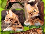Кішки, кошенята Бенгальськая, ціна 20000 Грн., Фото