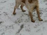 Собаки, щенята Невідома порода, ціна 1000 Грн., Фото