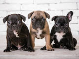 Собаки, щенки Французский бульдог, Фото