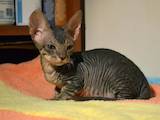 Кошки, котята Донской сфинкс, цена 6500 Грн., Фото