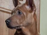 Собаки, щенята Родезійського ріджбек, ціна 15000 Грн., Фото