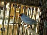 Попугаи и птицы Канарейки, цена 60 Грн., Фото