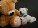 Собаки, щенята Вестхайленд уайт тер'єр, ціна 12500 Грн., Фото